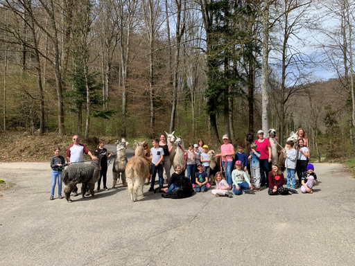 Lama und Alpaka Trekking 1