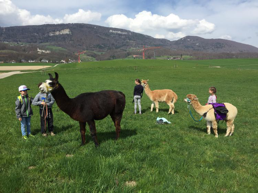 Wanderung durch die Natur im Alpaka-Trekking